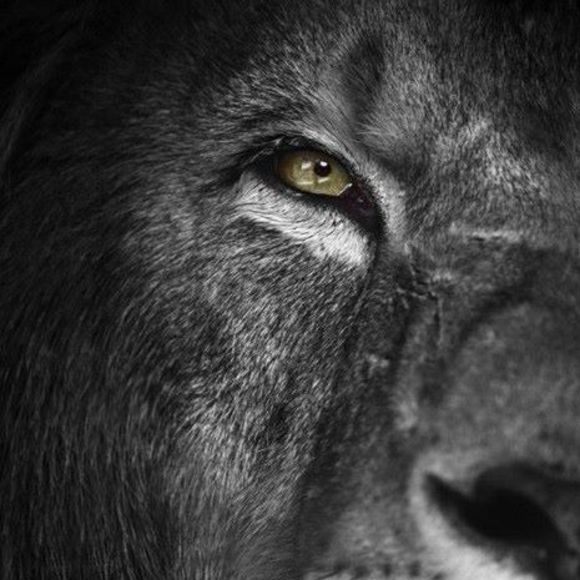 Meet your Posher, Eddie - Picture 1 of 1